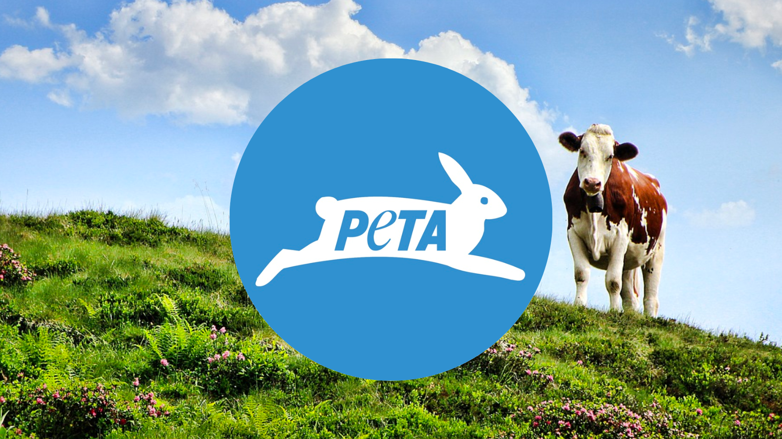 Help Animals Today